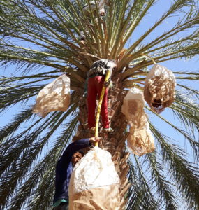 par Mohamed Haddad / Barr al Aman