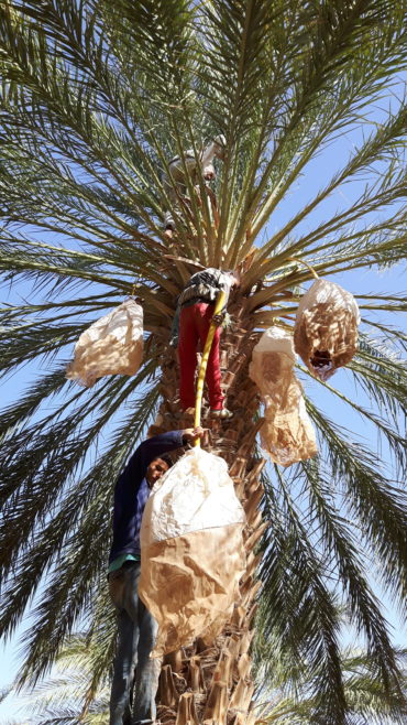 par Mohamed Haddad / Barr al Aman