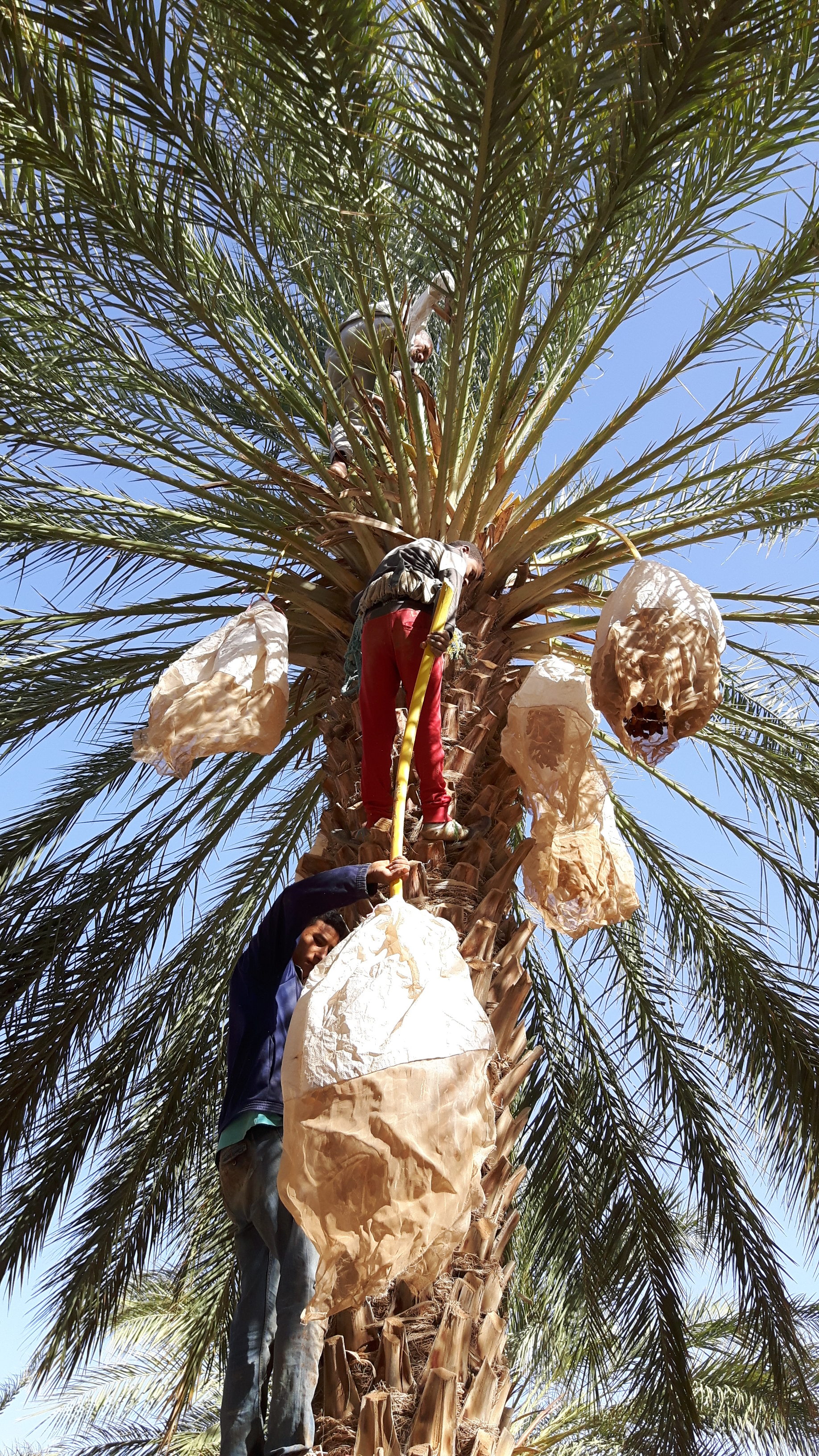 par Mohamed Haddad / Barr al Aman